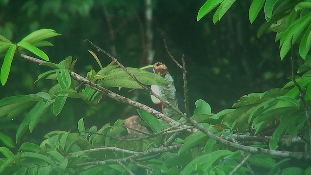 White-throated Toucan - ML630366449