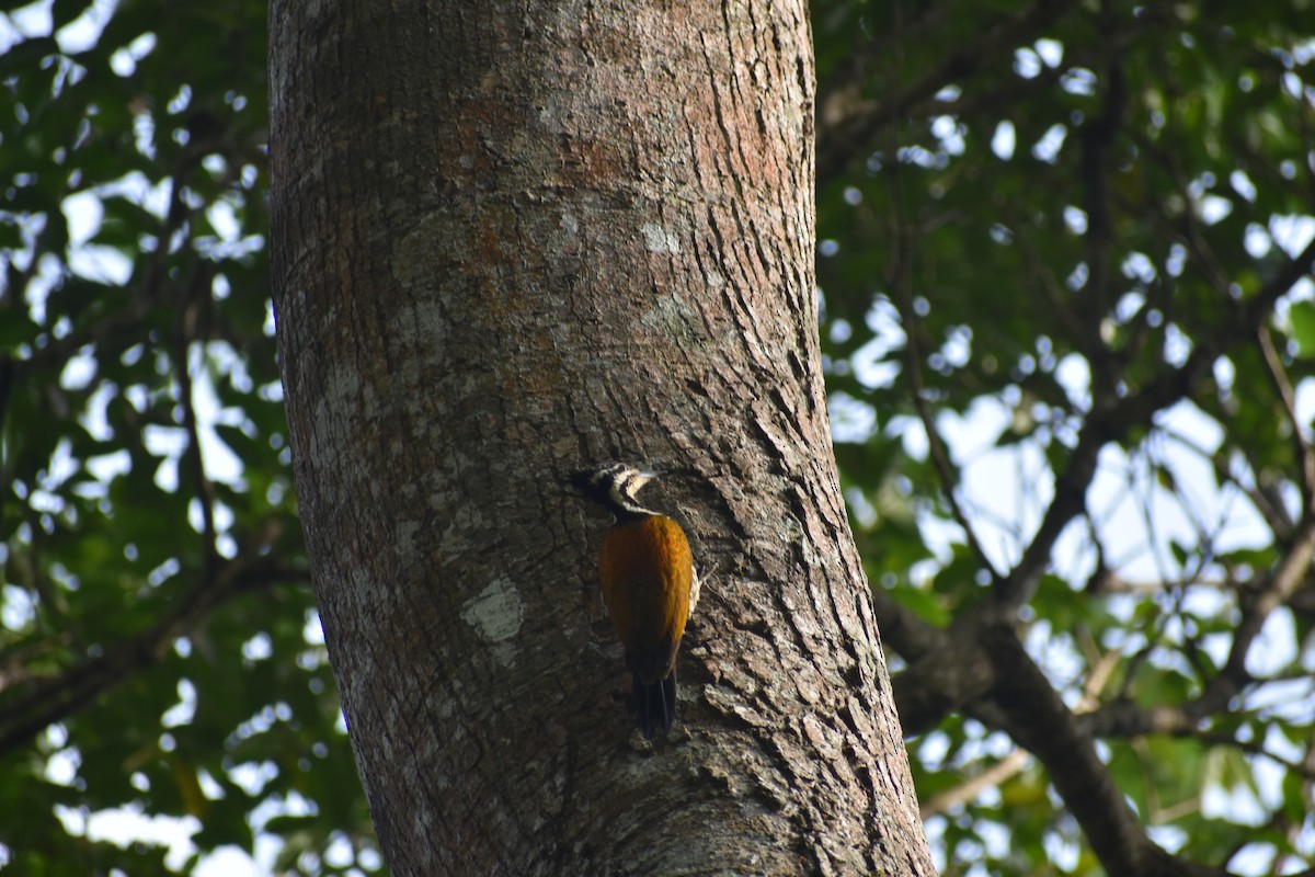 Common Flameback - ML630366749
