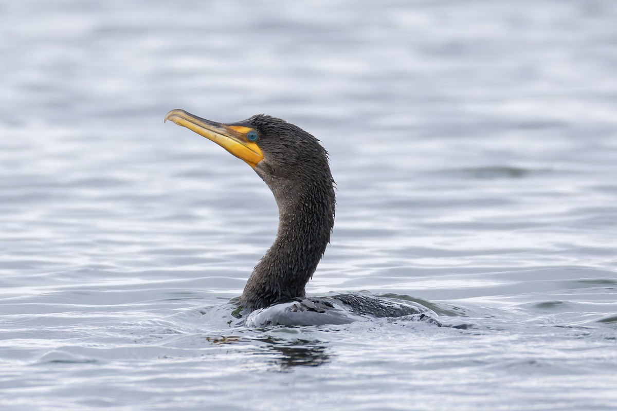 קורמורן אמריקני - ML630367140