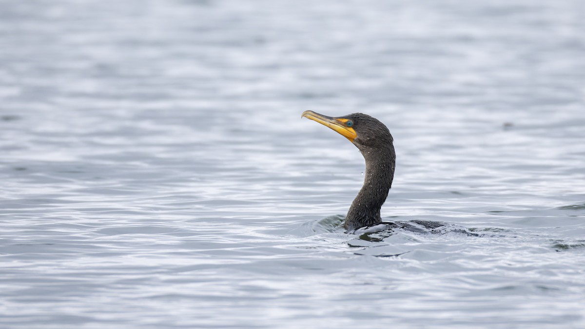 קורמורן אמריקני - ML630367142