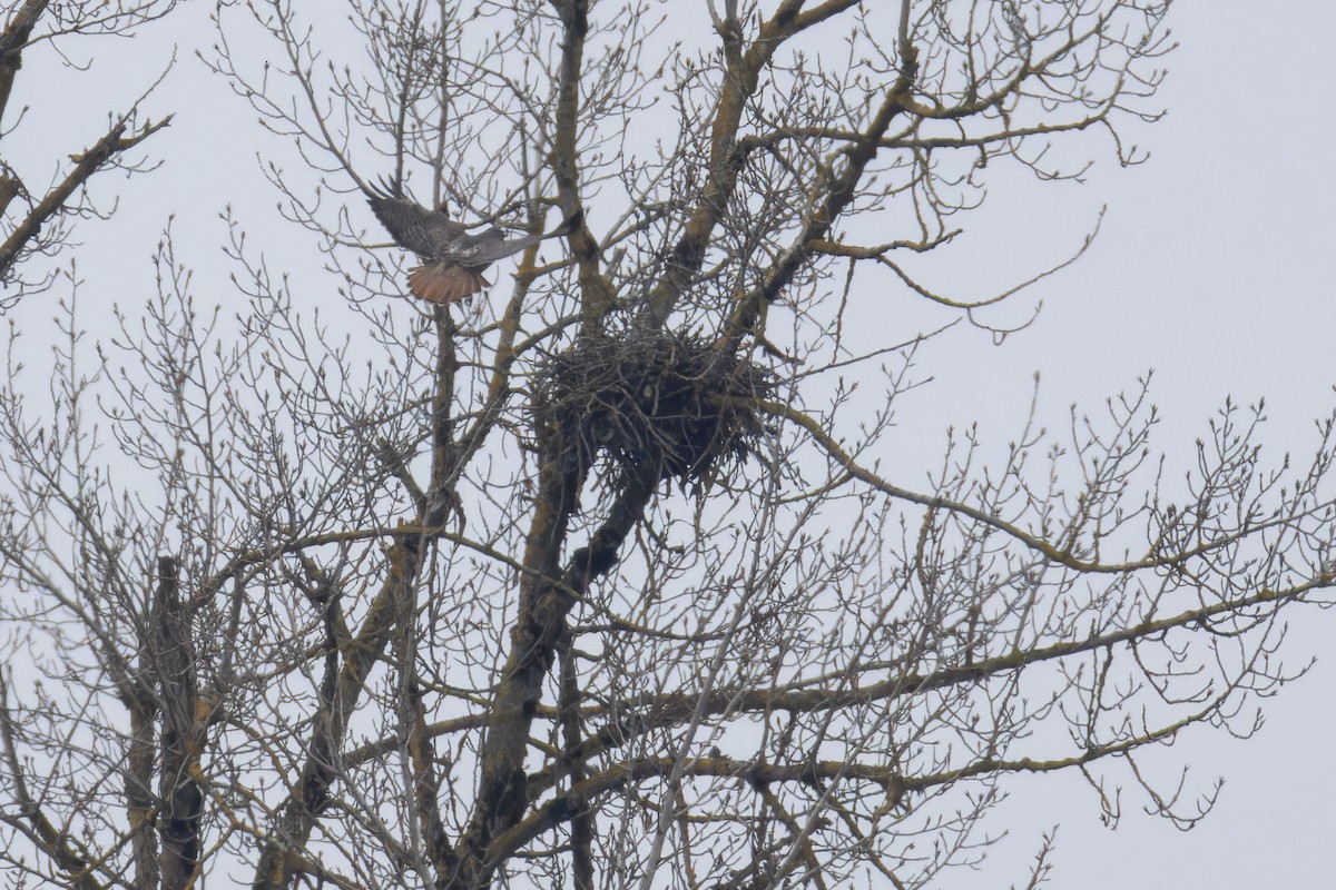 Red-tailed Hawk - ML630367146
