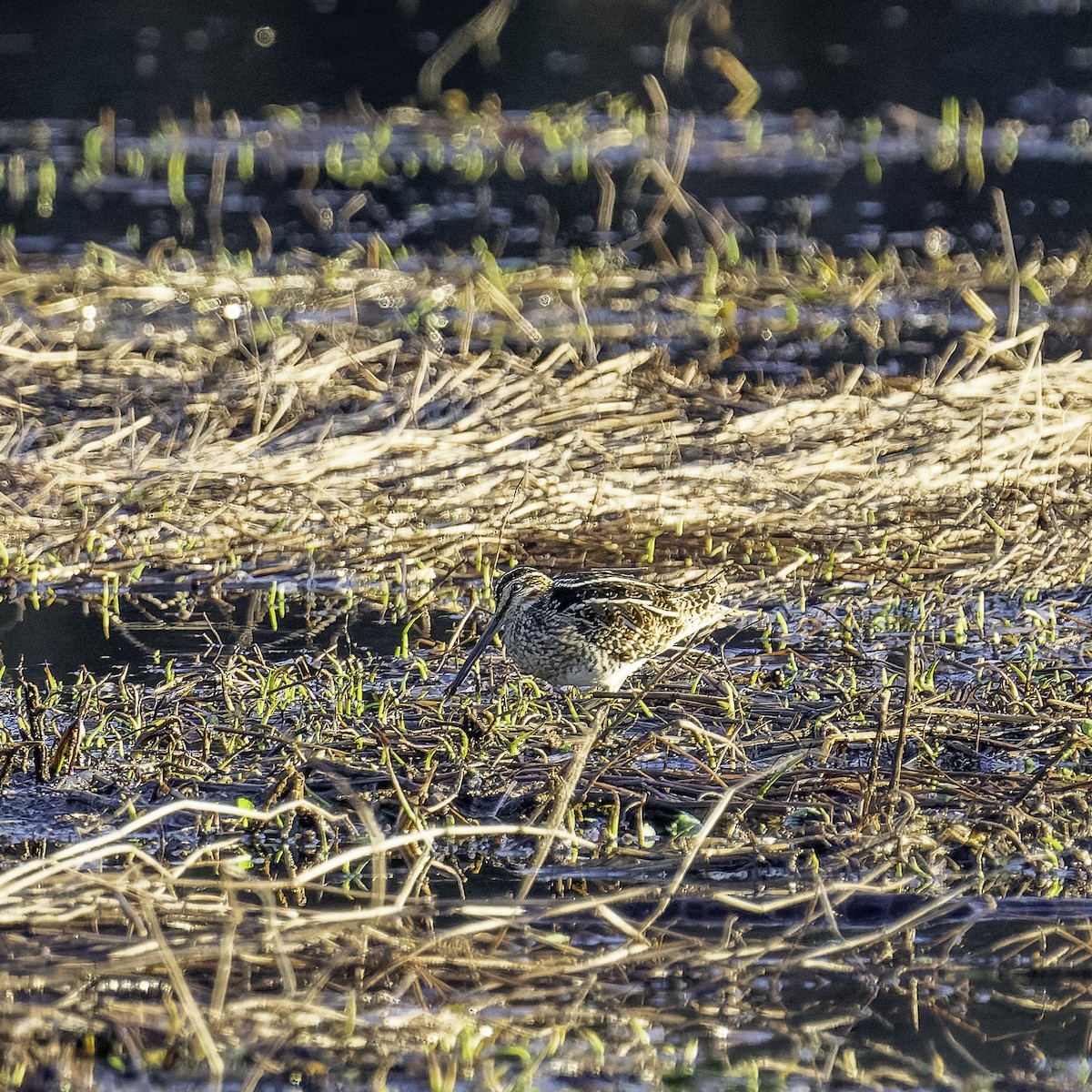Wilson's Snipe - ML630367149