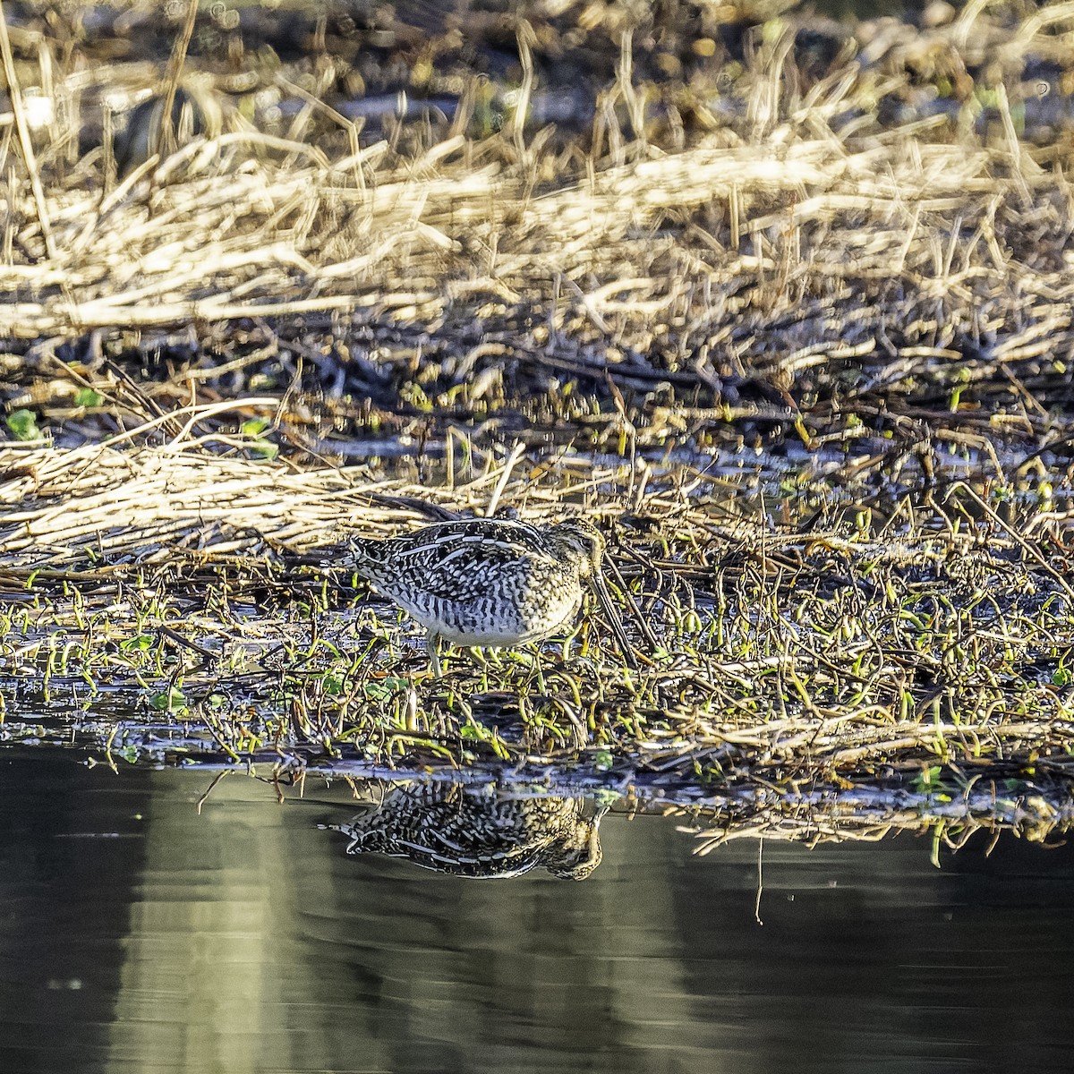 Wilson's Snipe - ML630367150