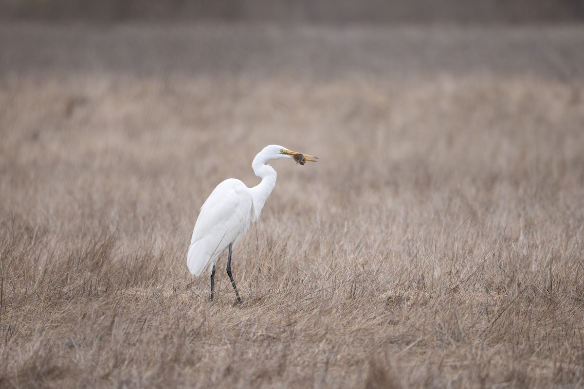 לבנית גדולה - ML630367232