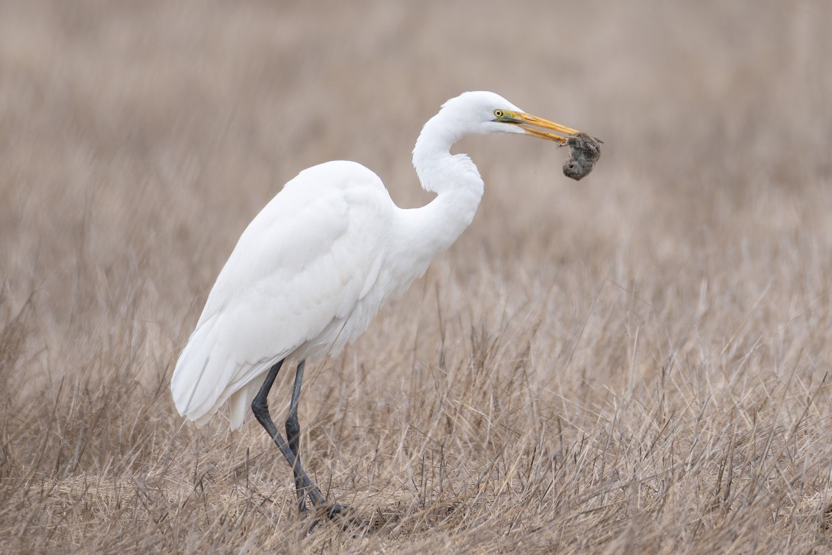 לבנית גדולה - ML630367249