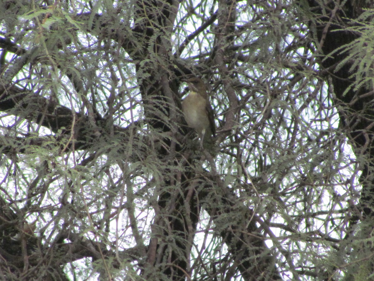 Creamy-bellied Thrush - ML630367297