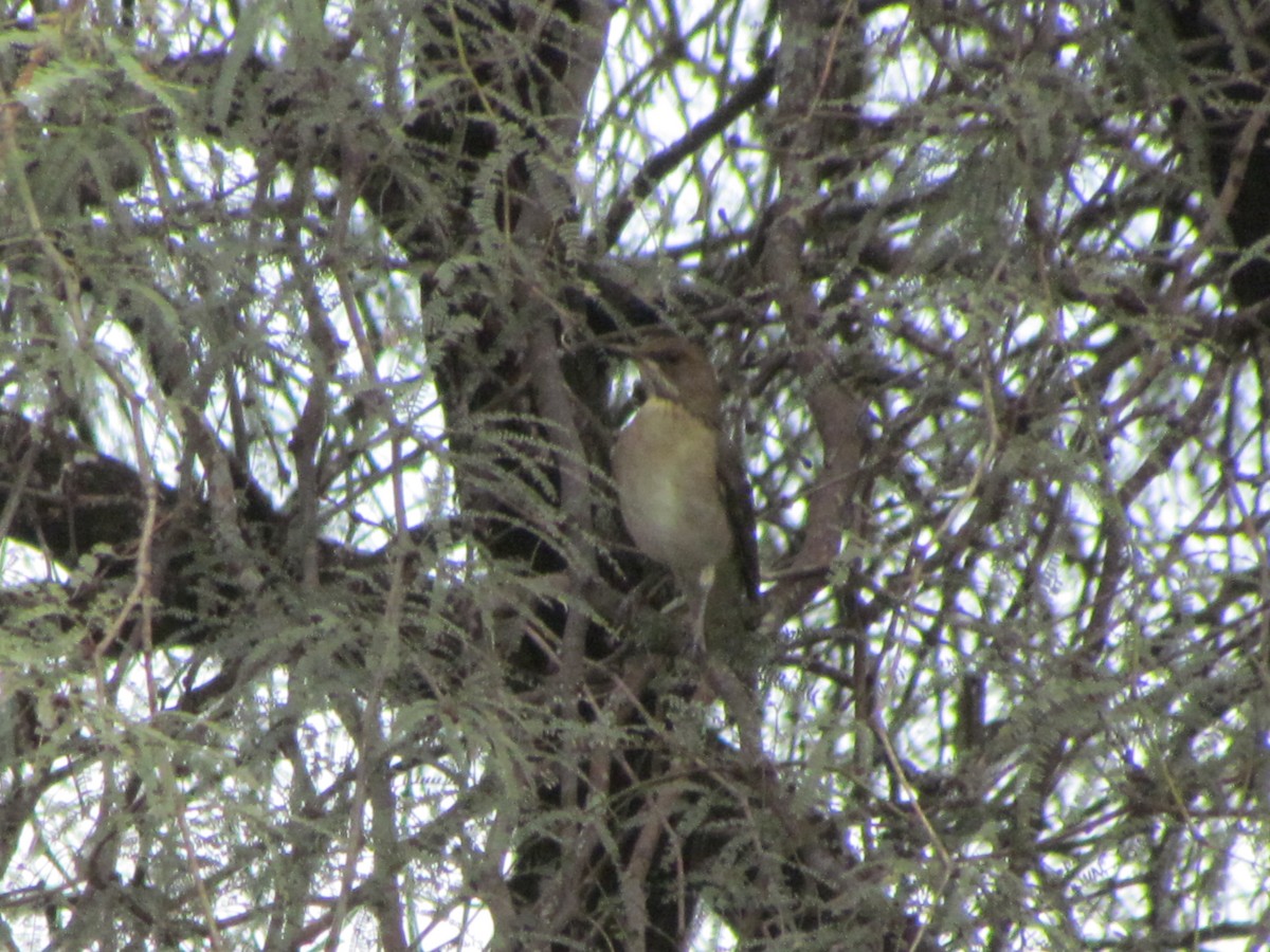 Creamy-bellied Thrush - ML630367320