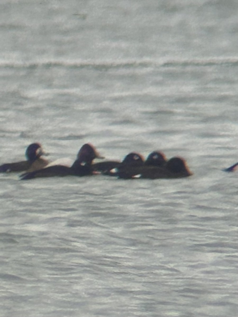 White-winged Scoter - ML630367497