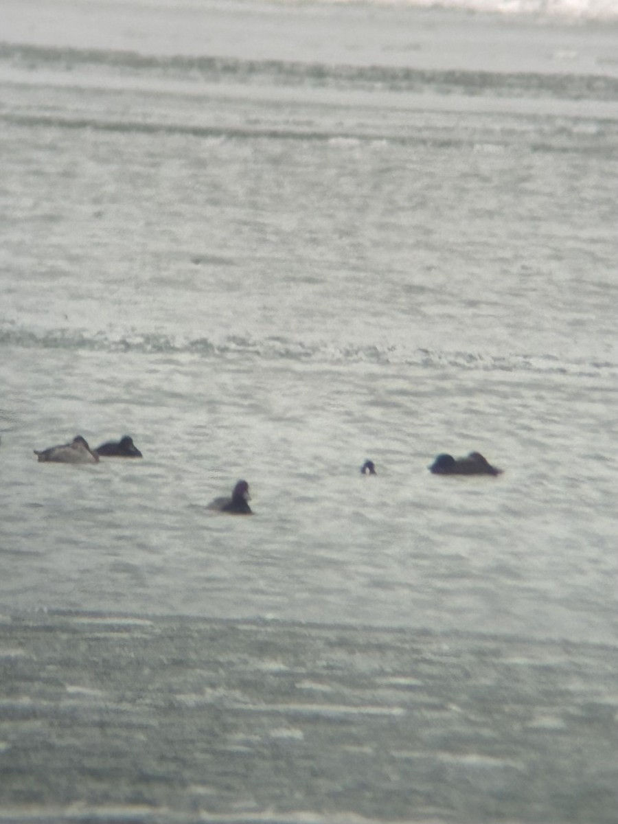 White-winged Scoter - ML630367498