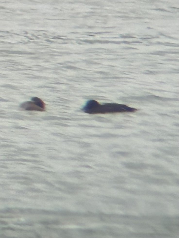 White-winged Scoter - ML630367499