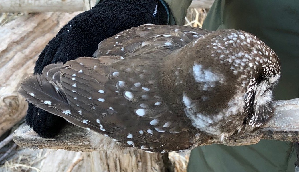 Boreal Owl - ML630367736