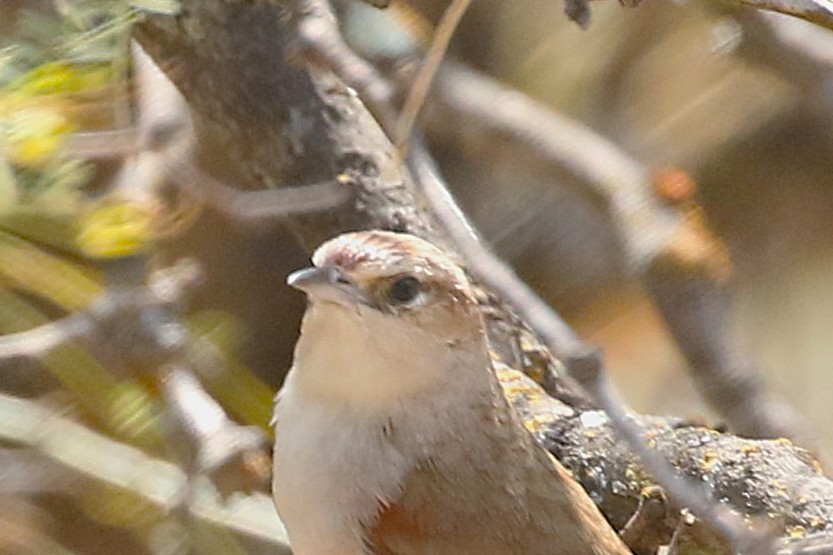 Streak-fronted Thornbird - ML630367743