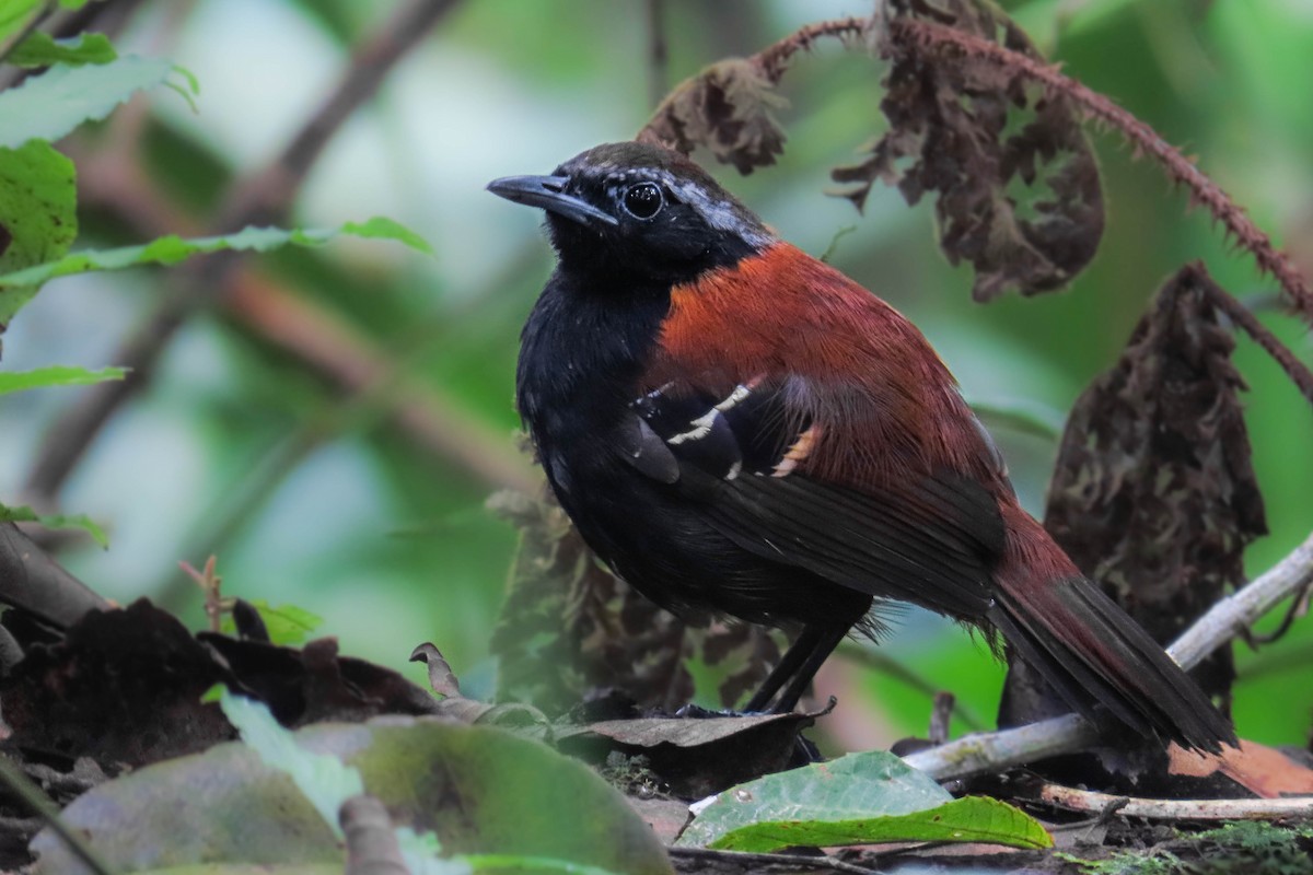 Cordillera Azul Antbird - ML630367745