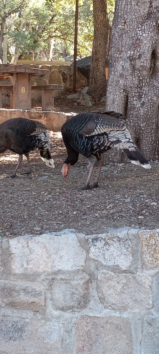 Wild Turkey - ML630367806