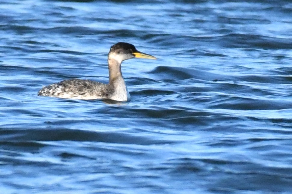 Red-necked Grebe - ML630367826