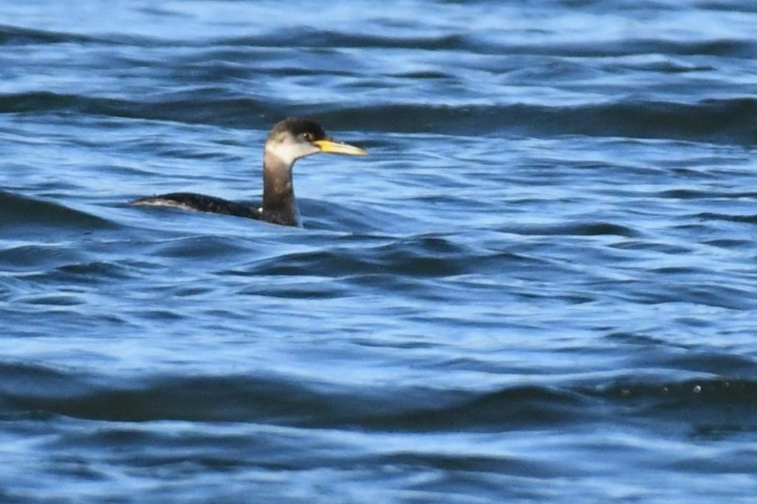 Red-necked Grebe - ML630367828