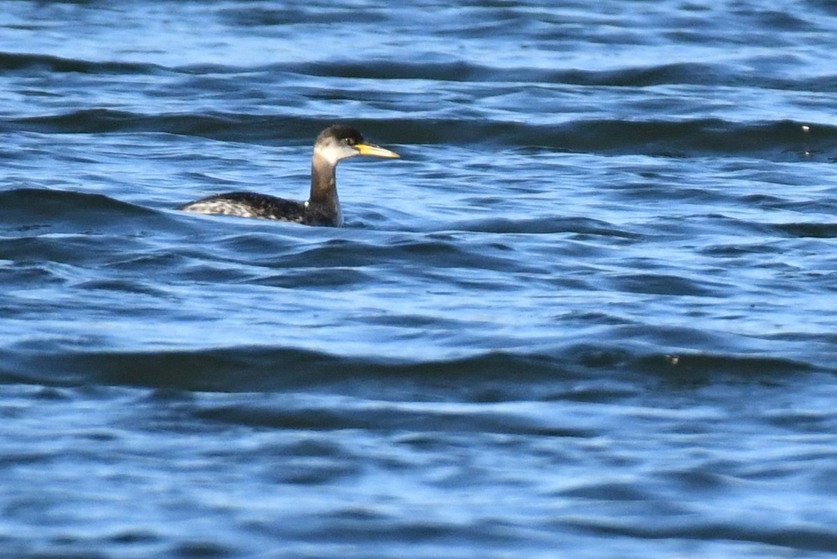 Red-necked Grebe - ML630367829