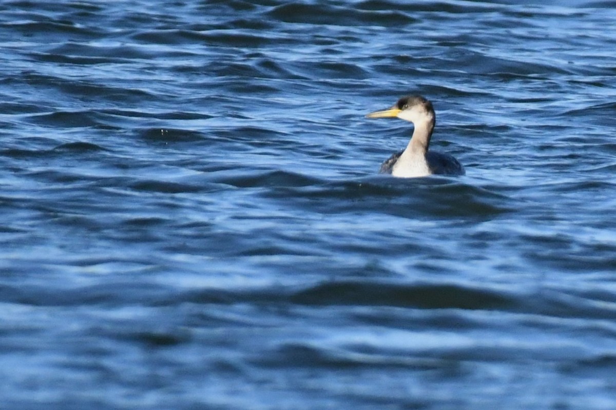 Red-necked Grebe - ML630367830