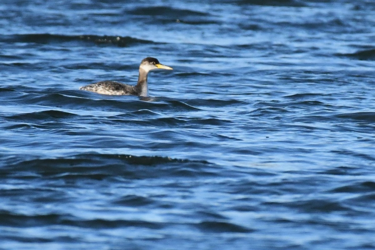 Red-necked Grebe - ML630367831