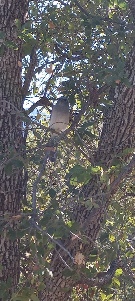 Mexican Jay (Arizona) - ML630367834