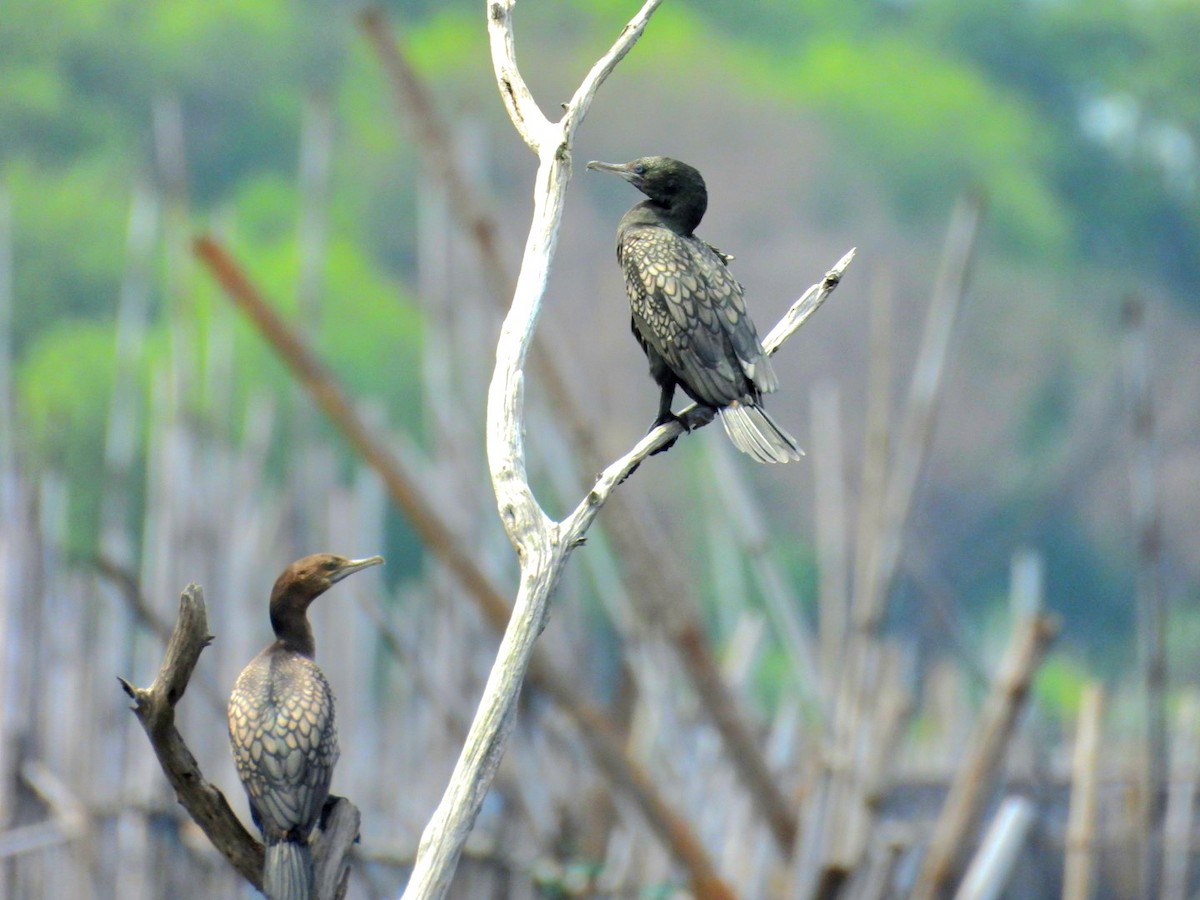 Little Black Cormorant - ML630368293