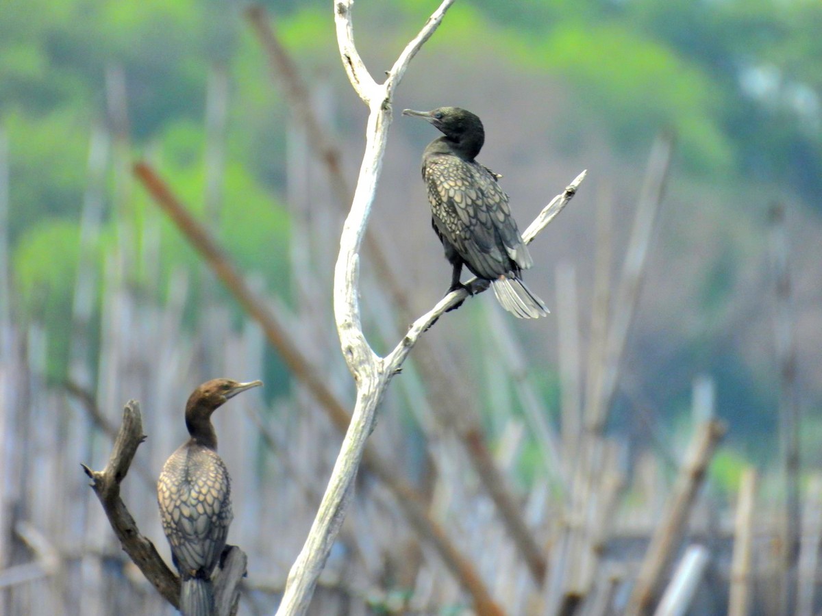 Little Black Cormorant - ML630368294