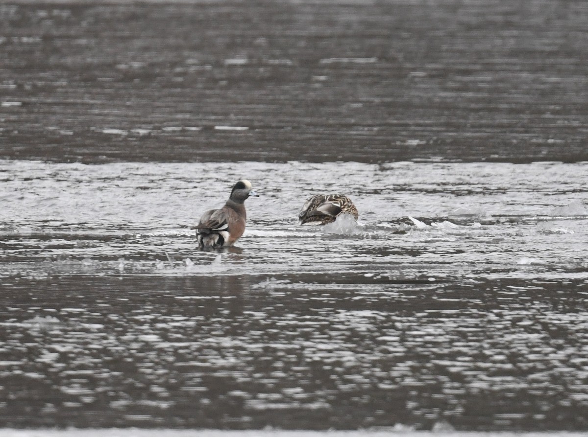 American Wigeon - ML630368403