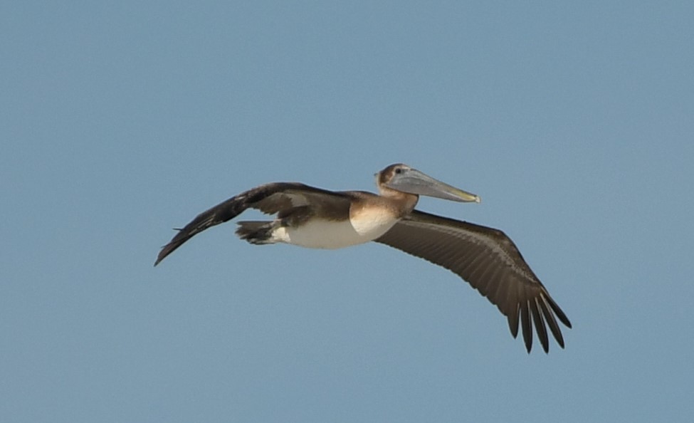 Brown Pelican - ML630368629