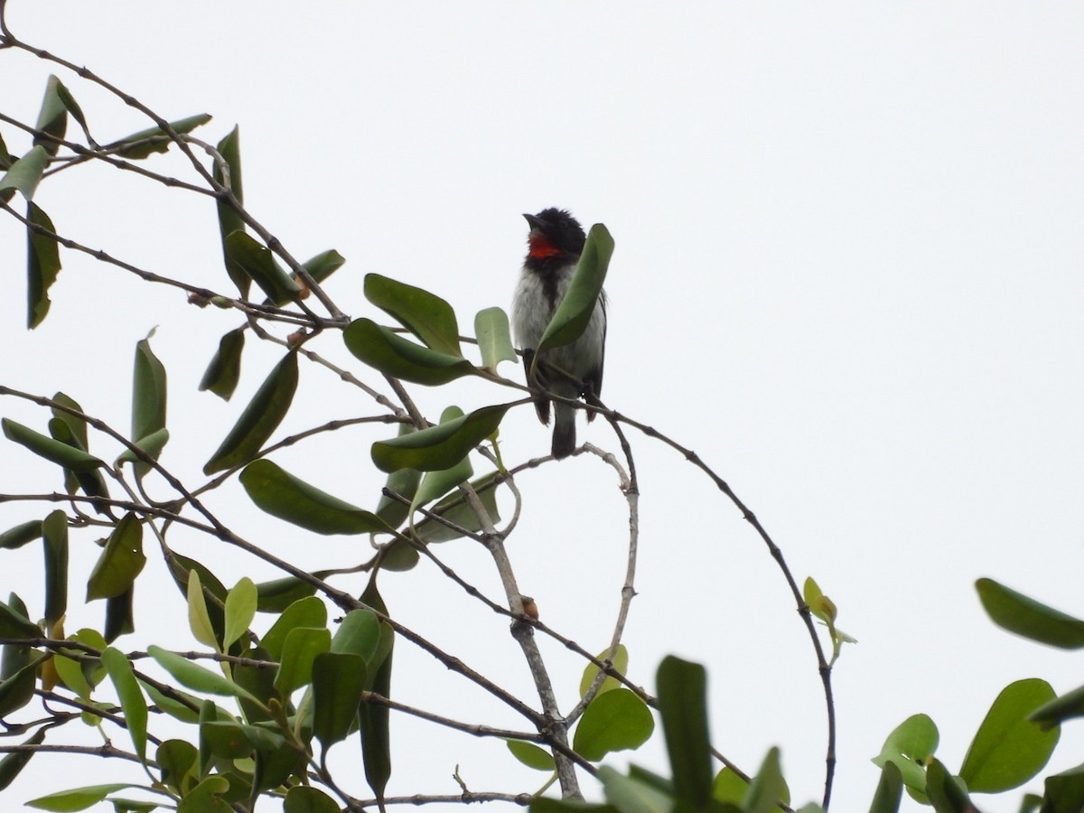 Red-chested Flowerpecker - ML630368724