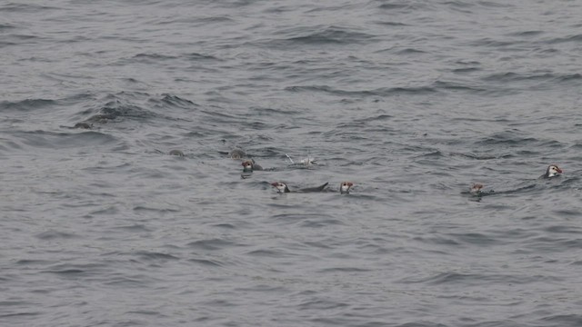 ロイヤルペンギン - ML630368881