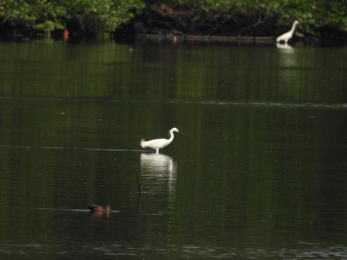 Little Egret - ML630369055