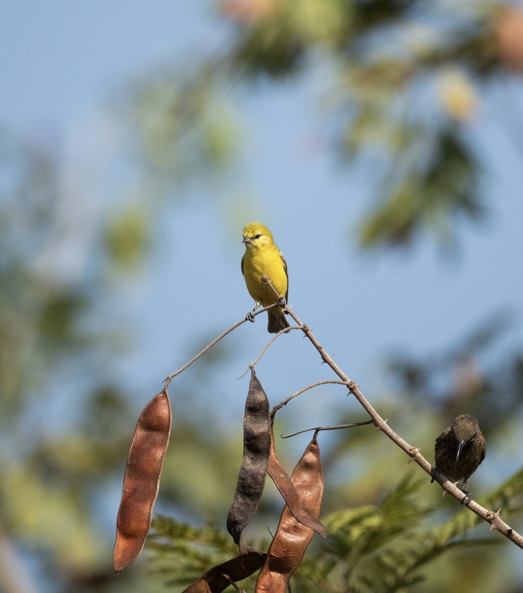 Yellow Penduline-Tit - ML630369486