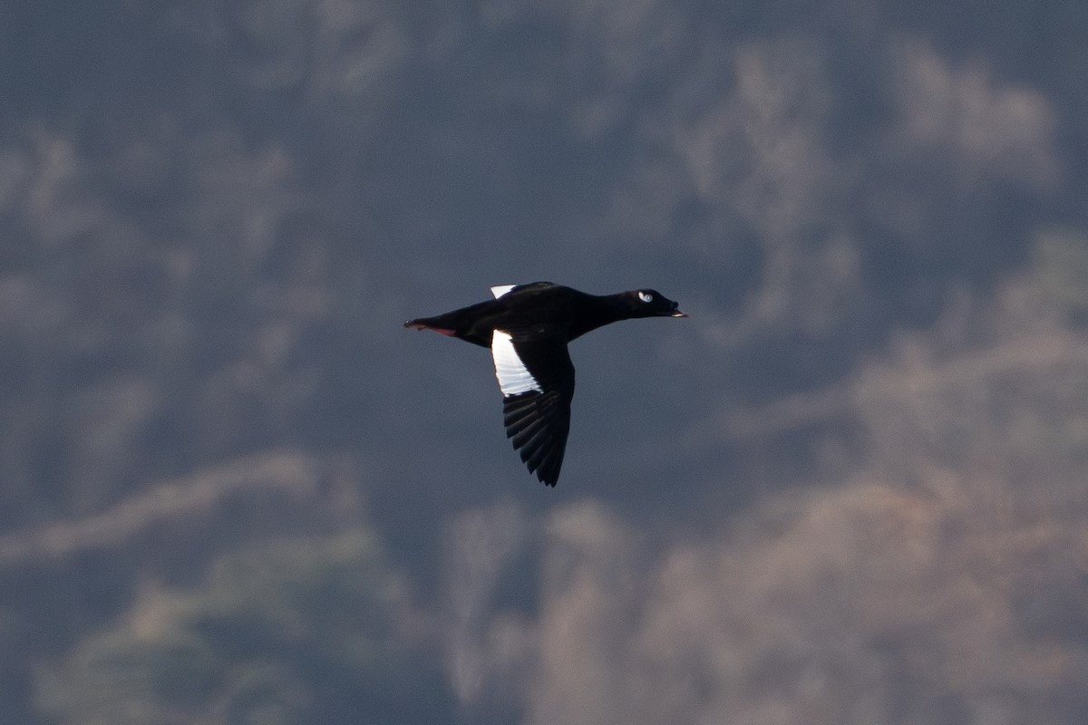 Stejneger's Scoter - ML630369742