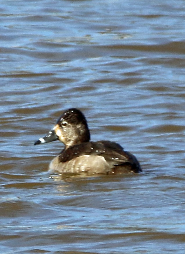 Ring-necked Duck - ML630370355