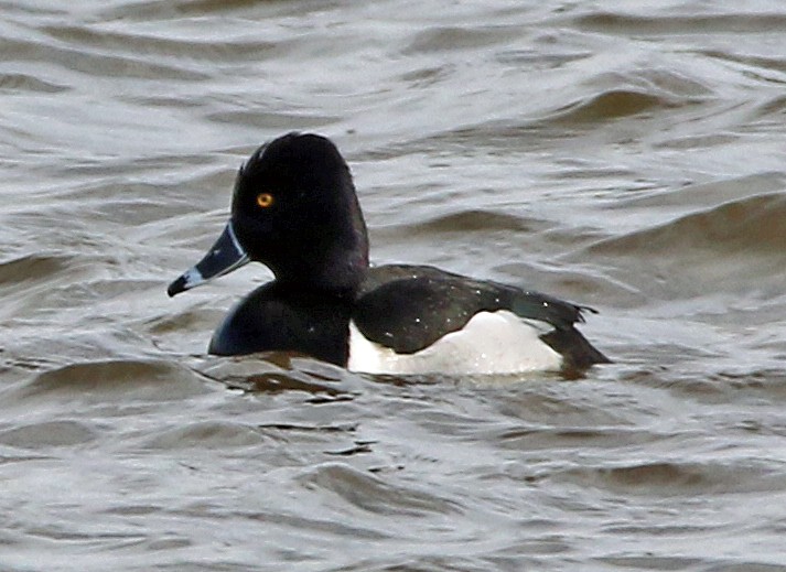 Ring-necked Duck - ML630370364