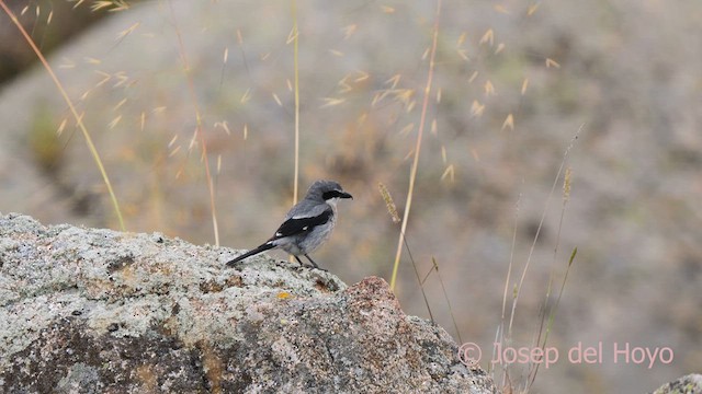 Iberian Gray Shrike - ML630370414