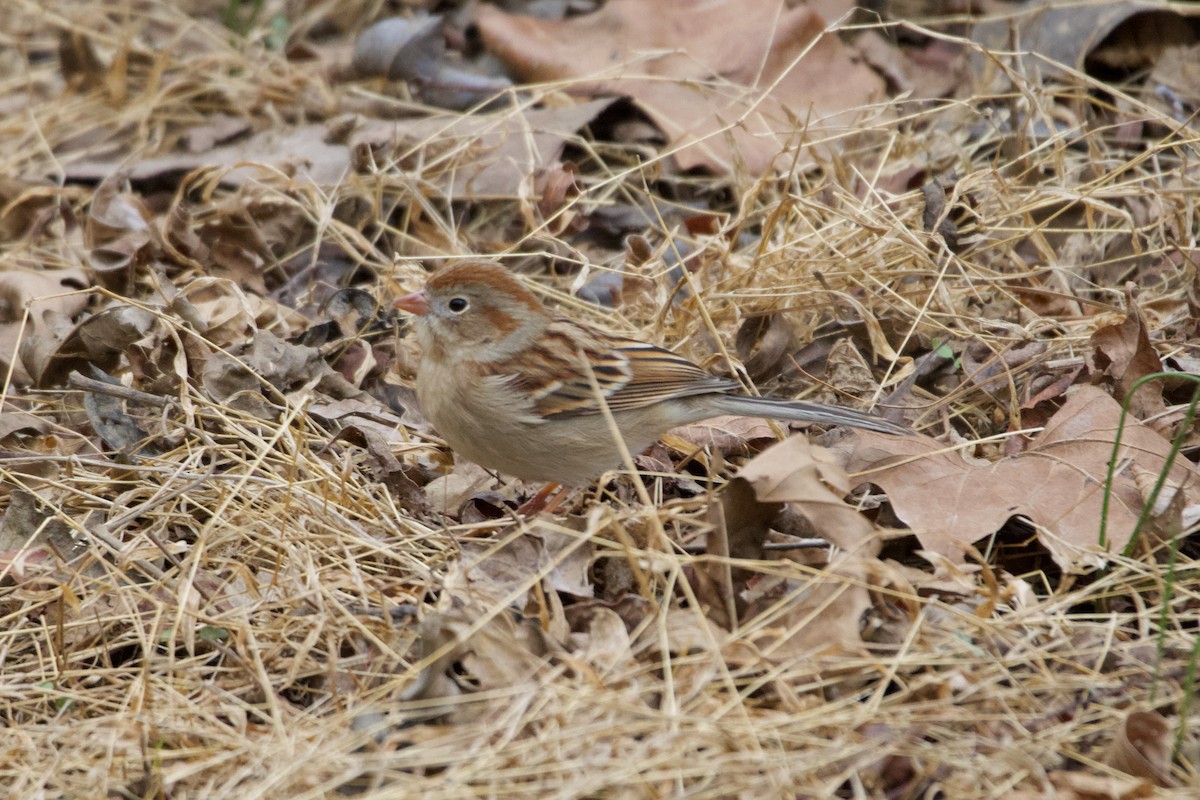 Field Sparrow - ML630370666
