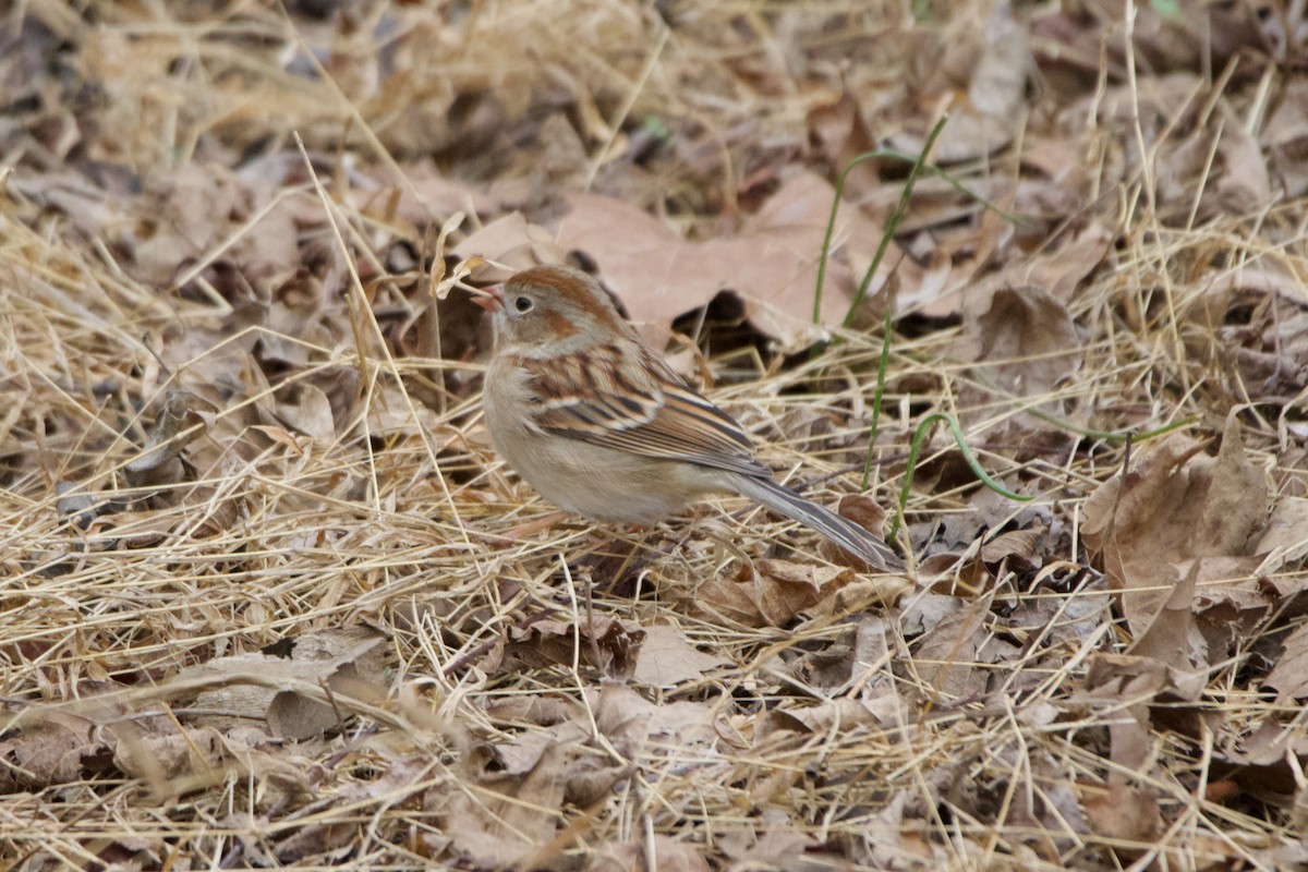 Field Sparrow - ML630370667