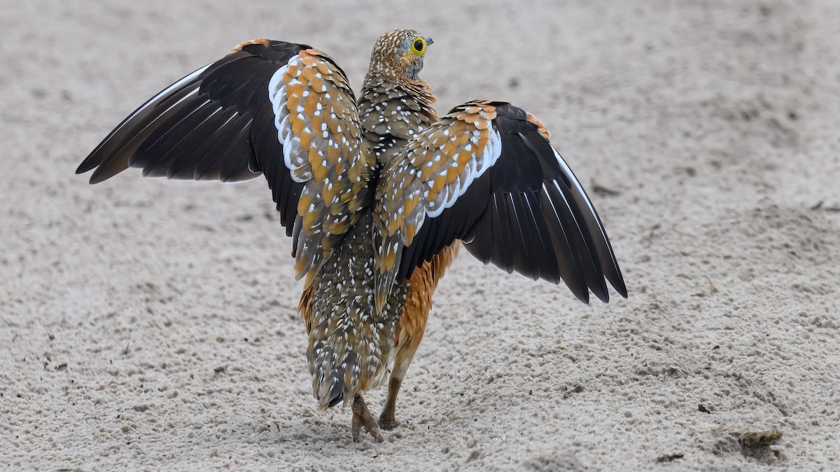 Burchell's Sandgrouse - ML630370802