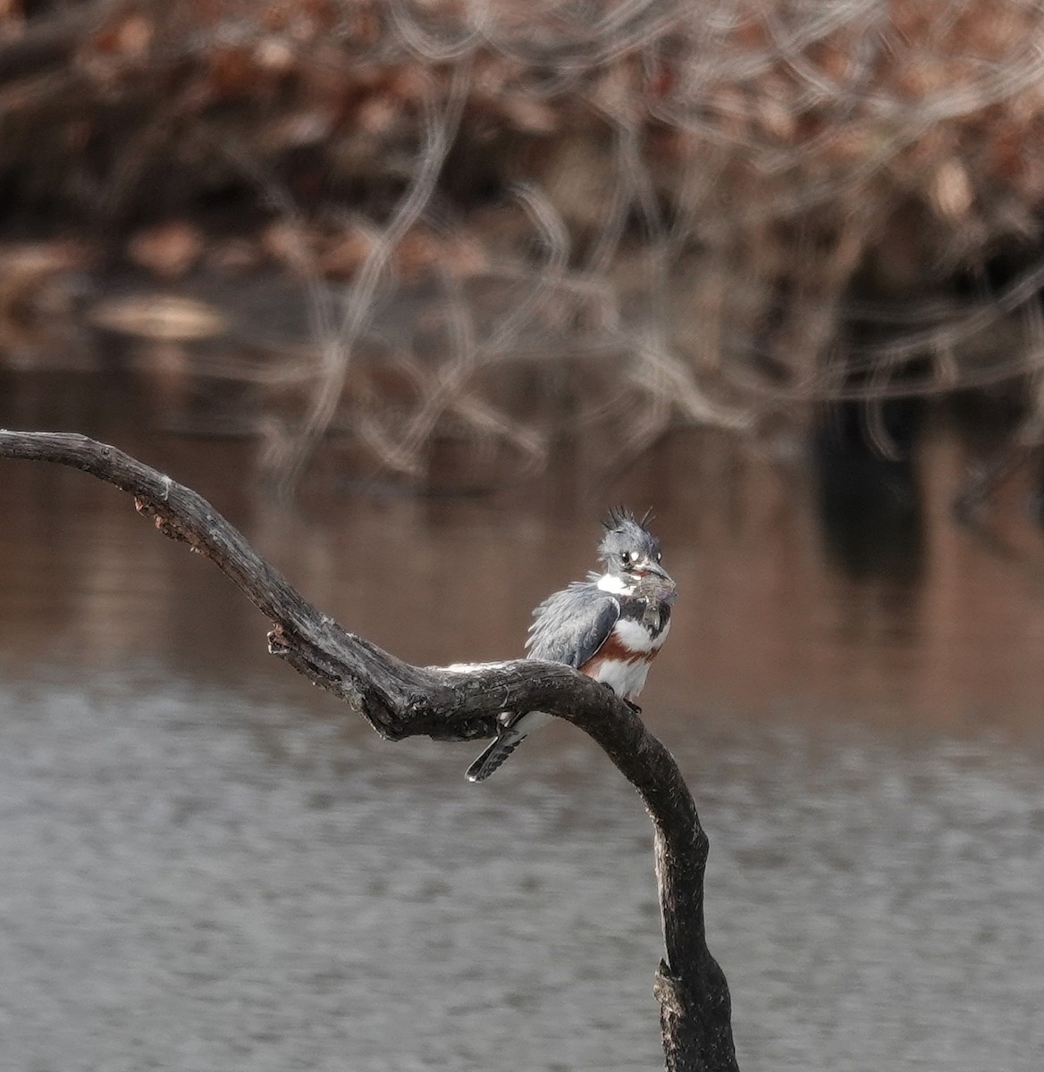 Belted Kingfisher - ML630370814