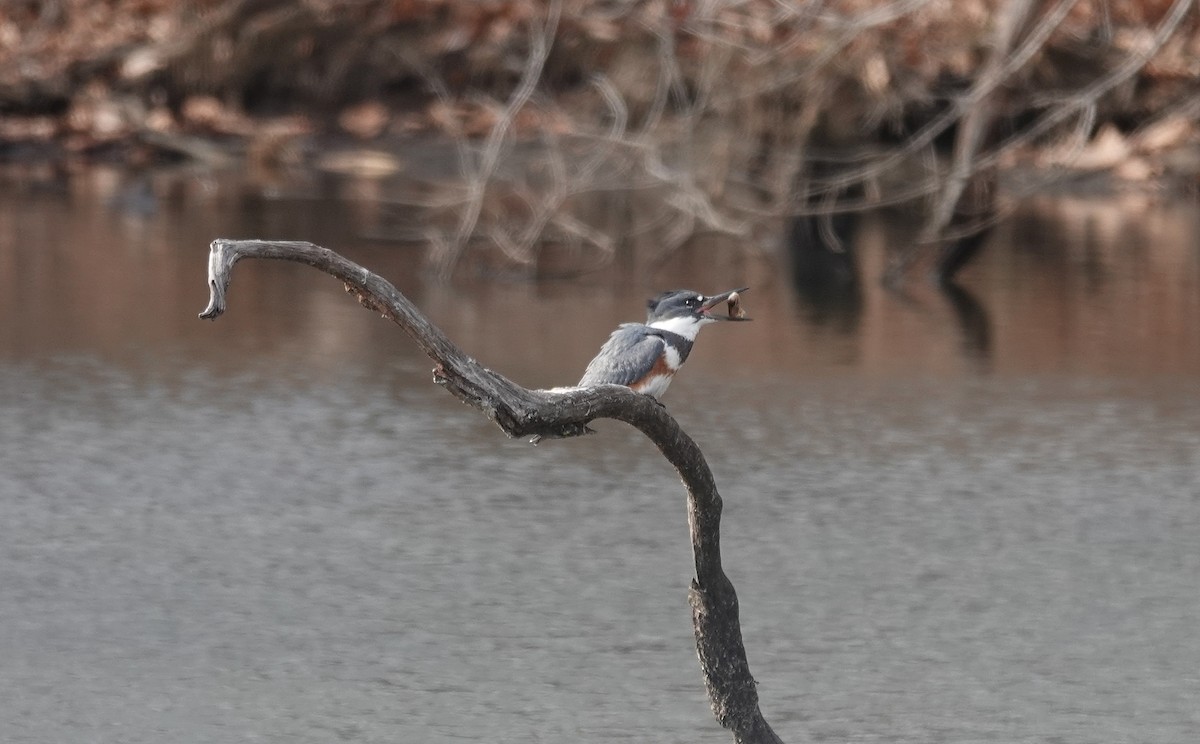 Belted Kingfisher - ML630370816
