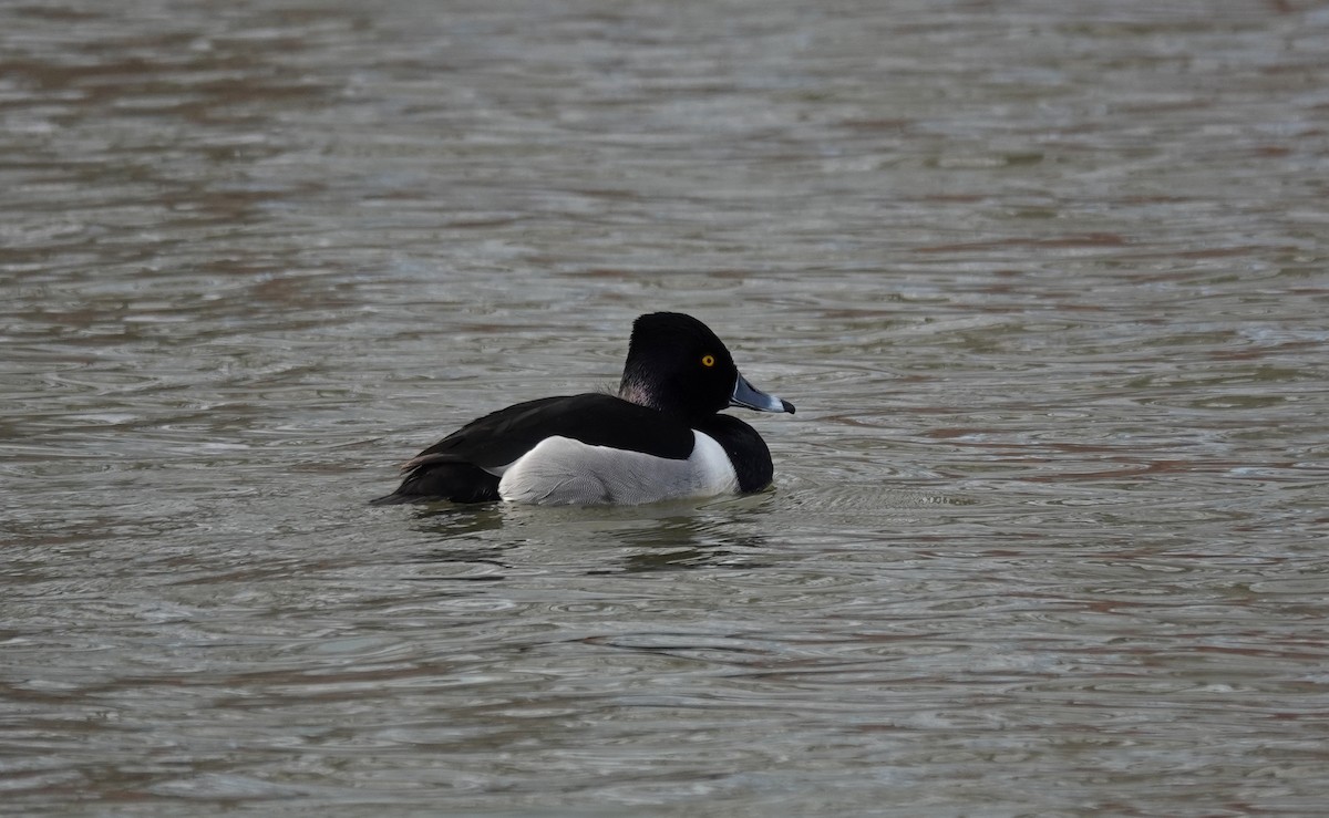 Ring-necked Duck - ML630370871