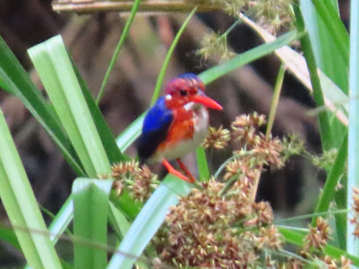 White-bellied Kingfisher - ML630371052