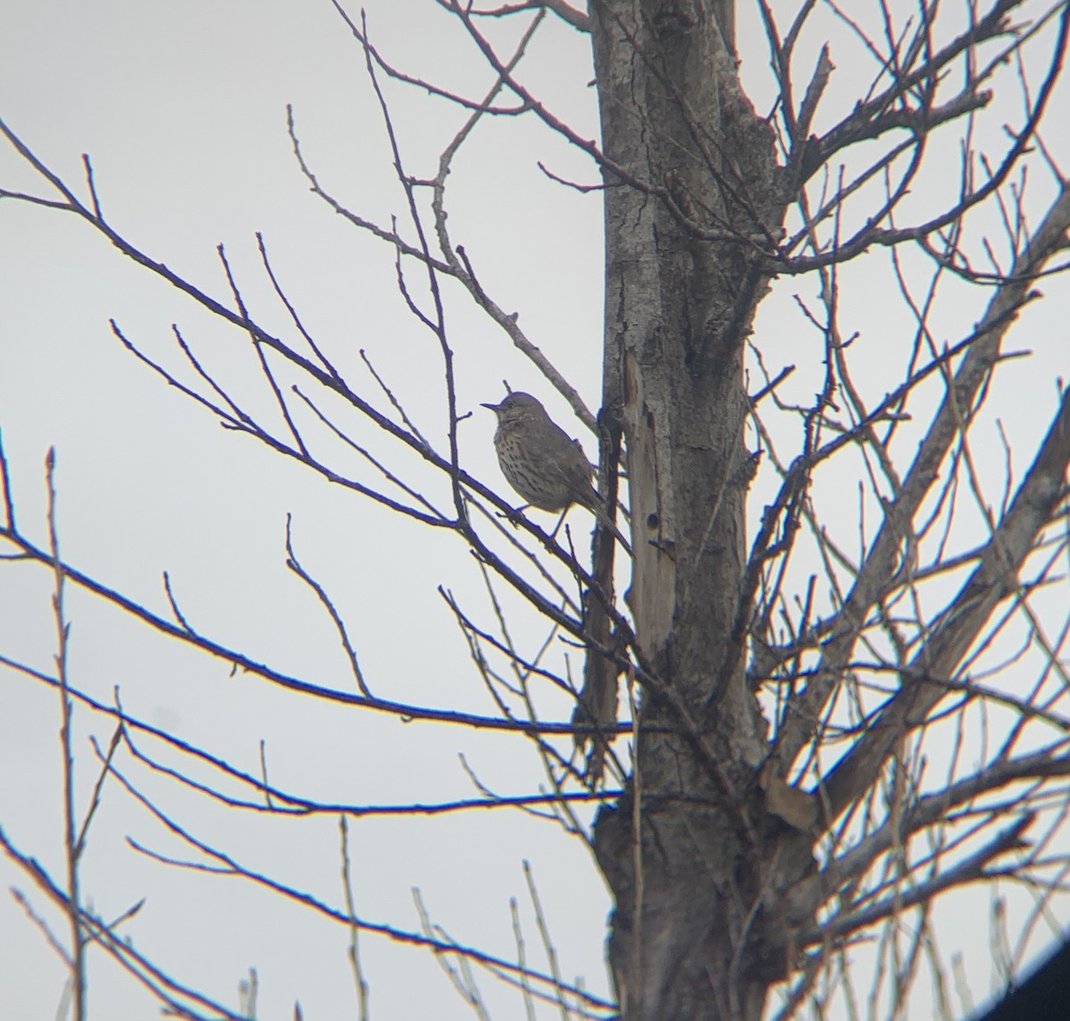 Sage Thrasher - ML630371094