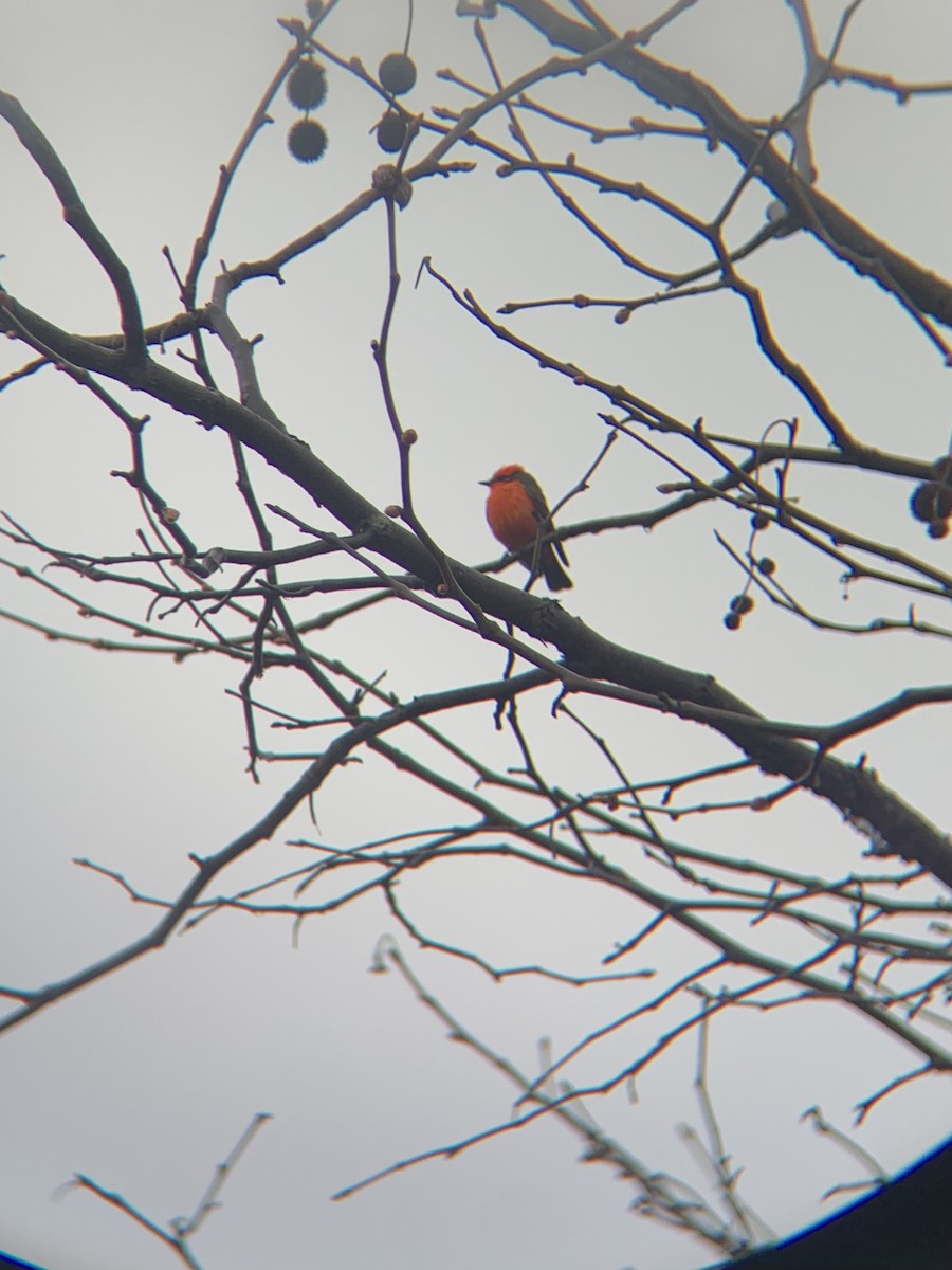 Vermilion Flycatcher - ML630371107
