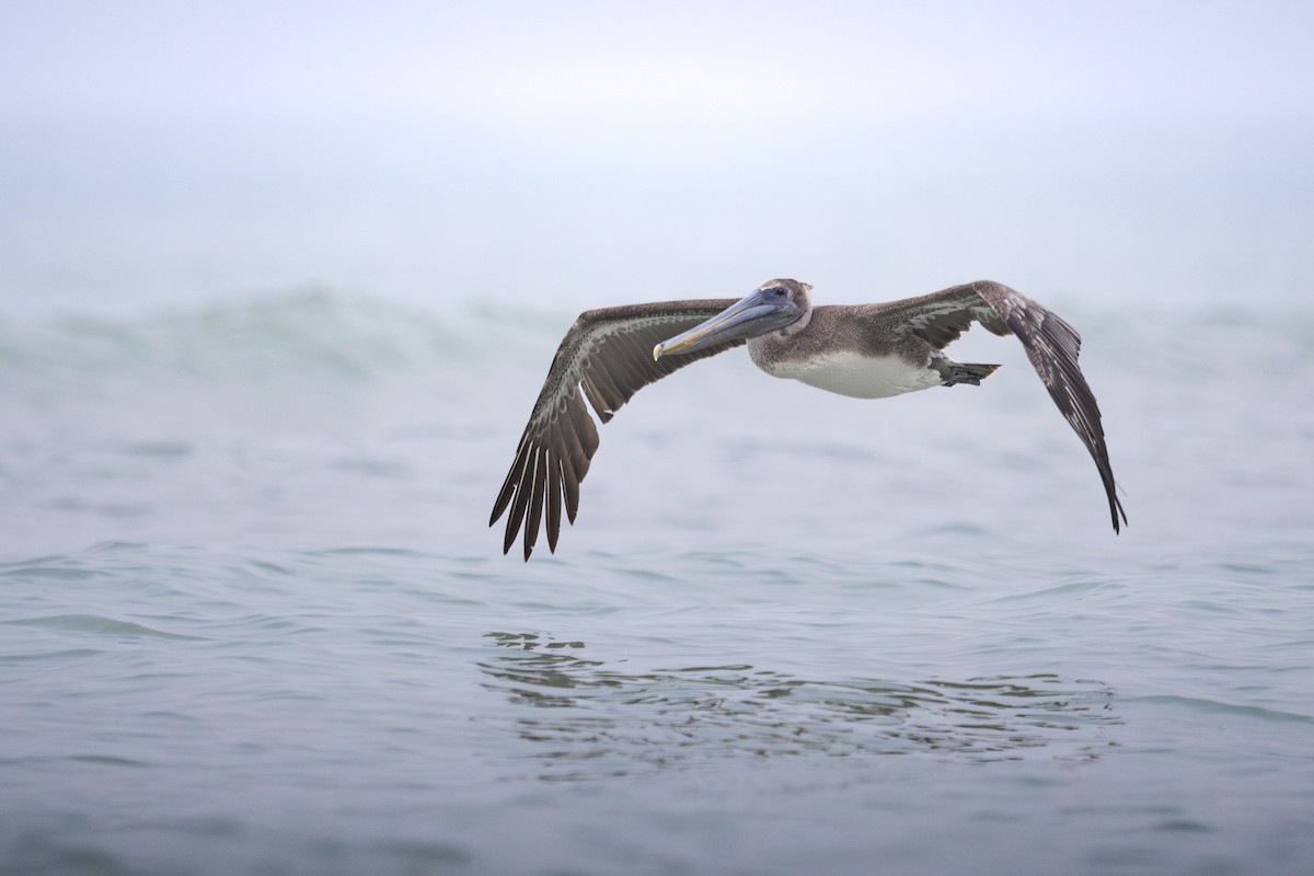 Brown Pelican - ML630371274