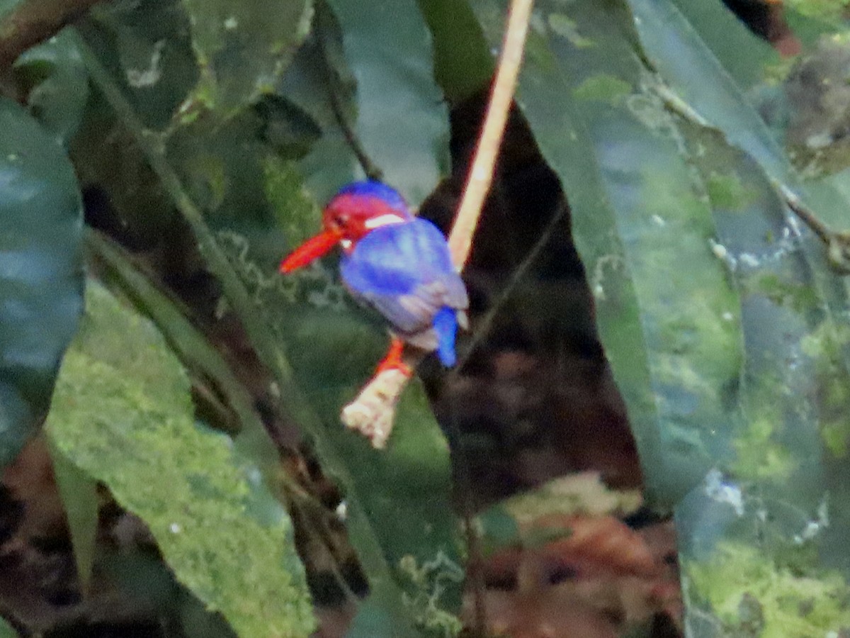 White-bellied Kingfisher - ML630371293