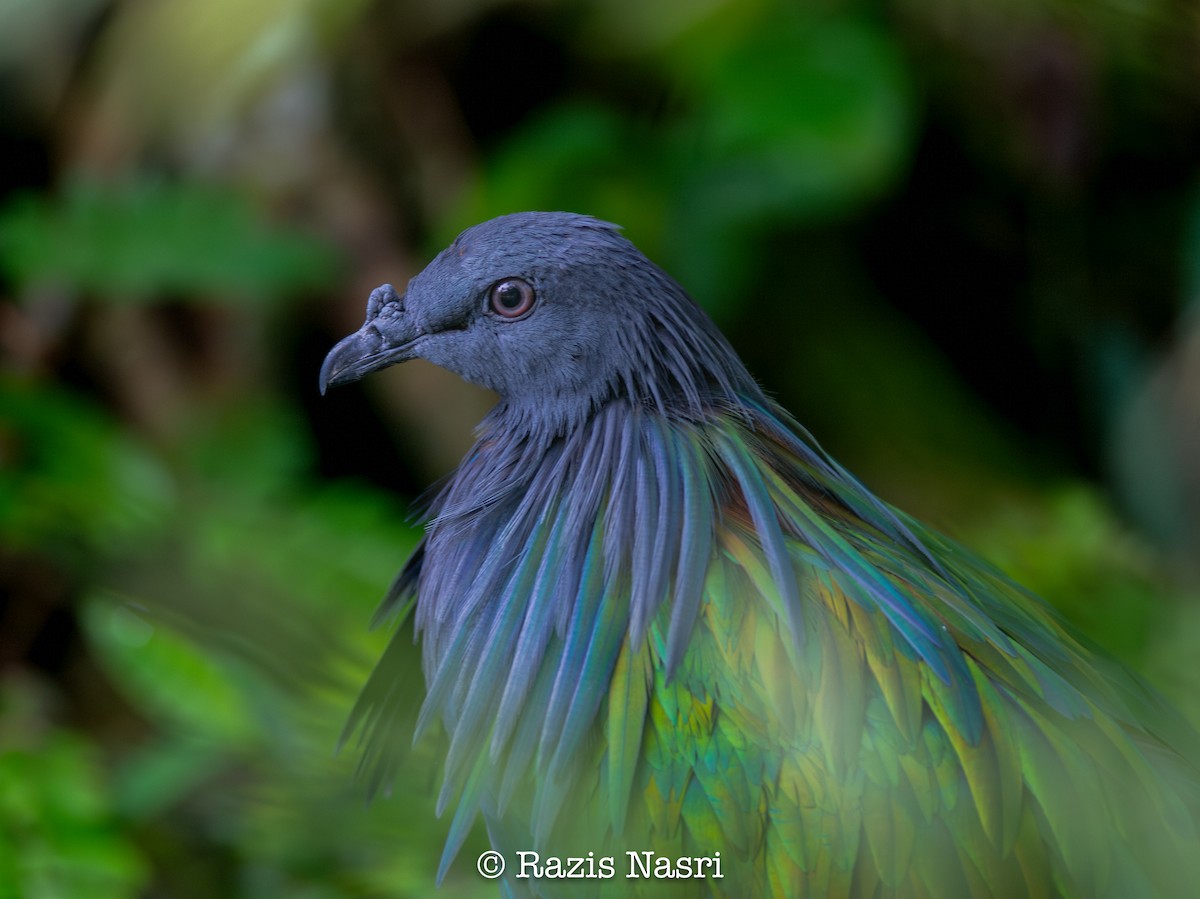 Nicobar Pigeon - ML630371373