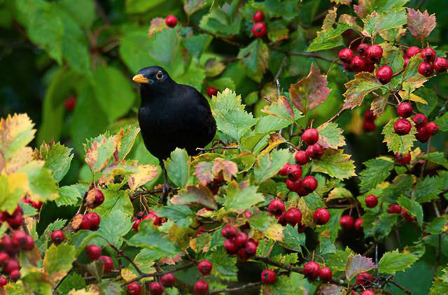 eBird Checklist - 17 Sep 2015 - Linderud Gård - 12 species
