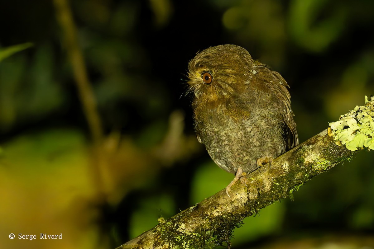 Long-whiskered Owlet - ML630371415